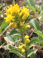 Solidago spathulata