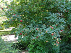 Viburnum buddleifolium