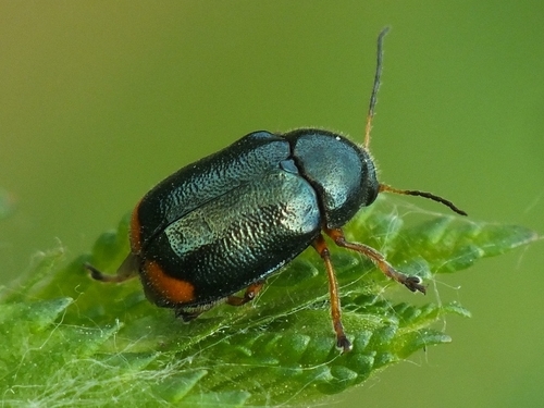 Cryptocephalus schaefferi