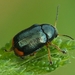 Cryptocephalus schaefferi - Photo no rights reserved, uploaded by Иван Пристрем