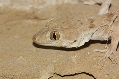 Tenuidactylus