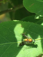 Condylostylus patibulatus