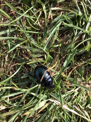 Geotrupes stercorarius