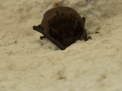Myotis velifer
