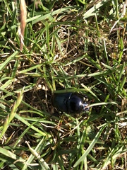Geotrupes stercorarius
