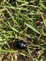 Geotrupes stercorarius