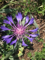 Centaurea fuscomarginata