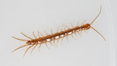 Lithobius melanops
