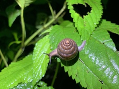 Satsuma sphaeroconus