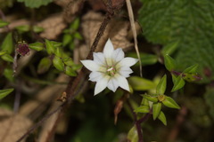 Gentiana flavomaculata yuanyanghuensis