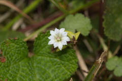 Gentiana flavomaculata yuanyanghuensis