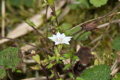 Gentiana flavomaculata yuanyanghuensis