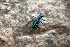 Jansenia azureocincta