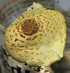 Leucocoprinus tricolor