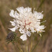 Lomelosia isetensis - Photo (c) Nikita Sevastianov,  זכויות יוצרים חלקיות (CC BY-NC), הועלה על ידי Nikita Sevastianov