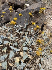 Bahiopsis reticulata