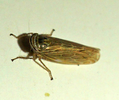 Paramesus major