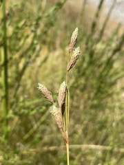 Fimbristylis thermalis