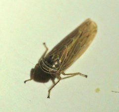Paramesus major