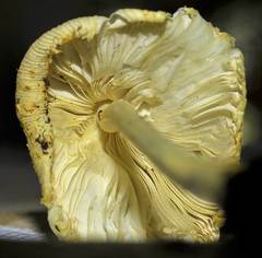 Leucocoprinus tricolor