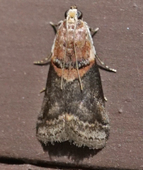 Acrobasis palliolella
