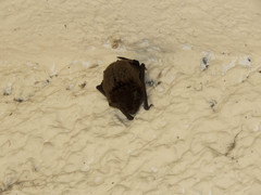 Myotis velifer