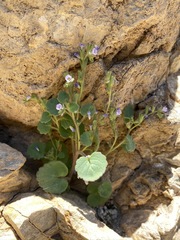 Phacelia mustelina