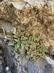 Myriopteris gracilis