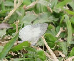 Spalgis lemolea lemolea