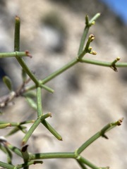 Eriogonum heermannii