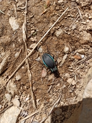 Carabus purpurascens
