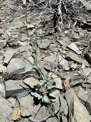 Eriogonum panamintense