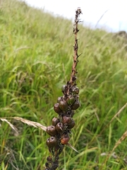 Asphodelus albus