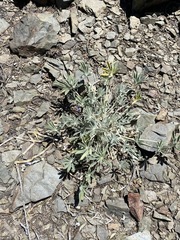 Lupinus magnificus magnificus