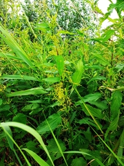 Urtica sondenii