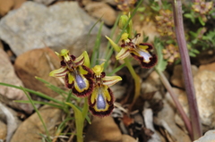 Ophrys speculum speculum