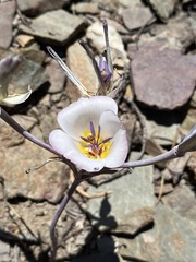 Calochortus panamintensis