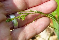 Carex arctata