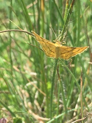 Idaea aureolaria