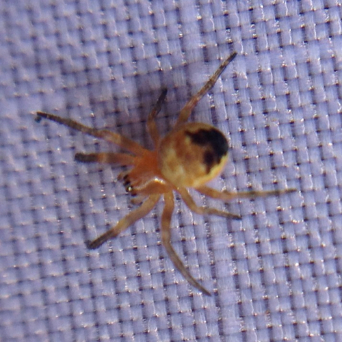 Araneidae