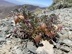 Astragalus gilmanii