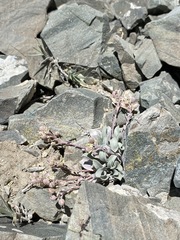 Physaria kingii