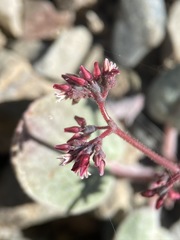 Eriogonum eremicola