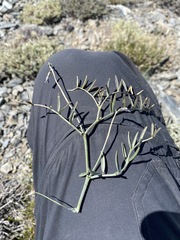 Astragalus casei