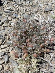 Astragalus gilmanii