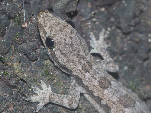 Flat-tailed House Gecko