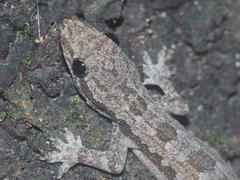 Flat-Tailed House Gecko photo 5