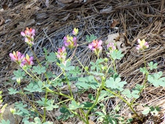 Lupinus stiversii