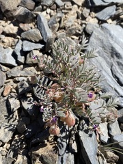 Astragalus gilmanii