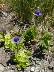 Veronica bellidioides